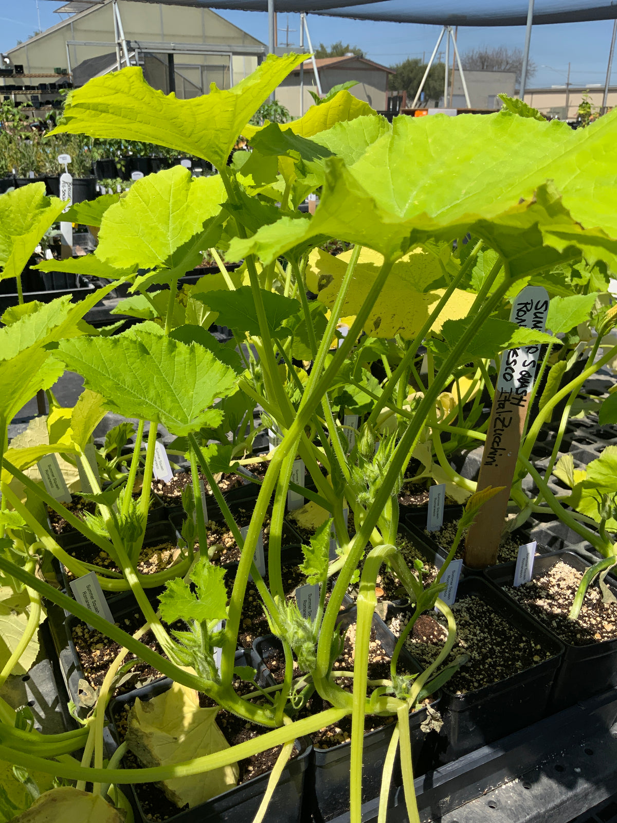Summer Squash - Italian Romanesco