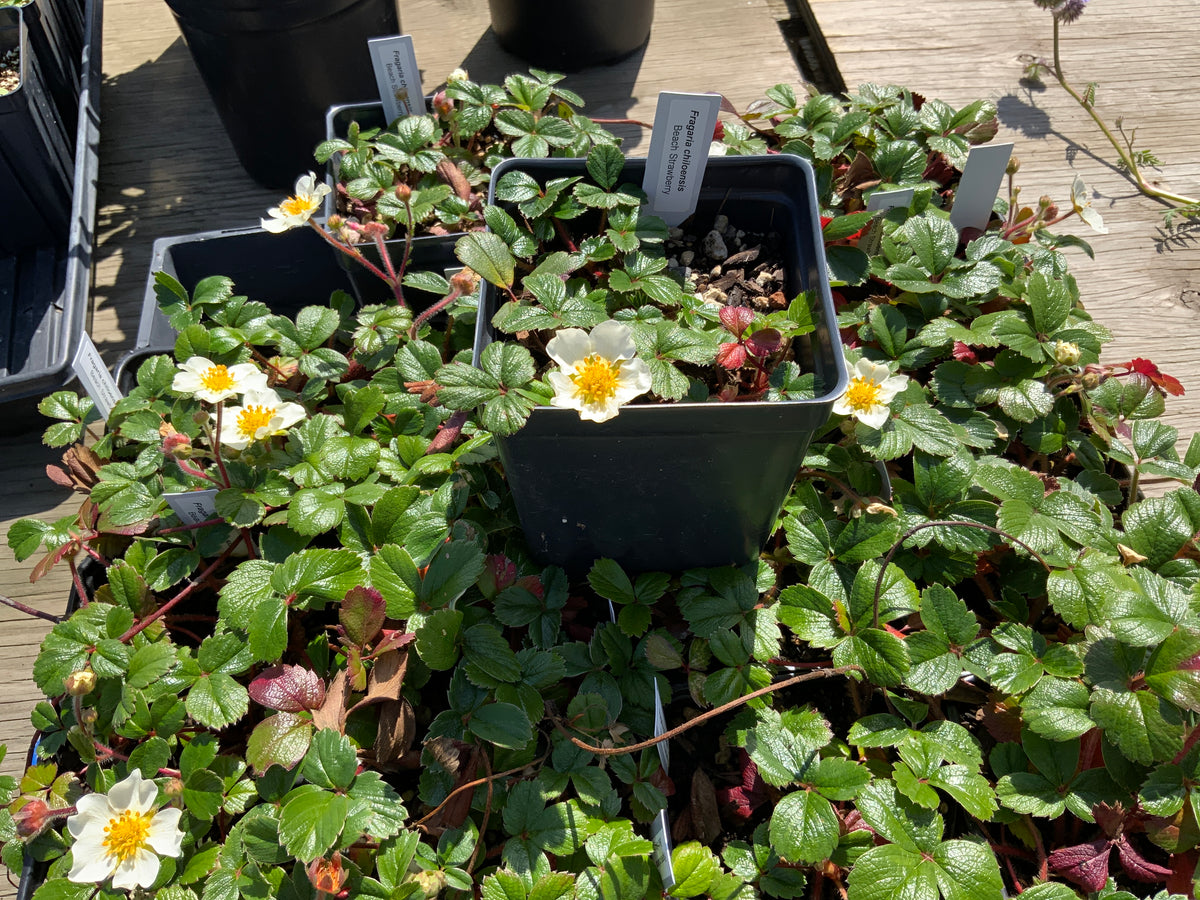 Frageria chiloensis - Beach Strawberry