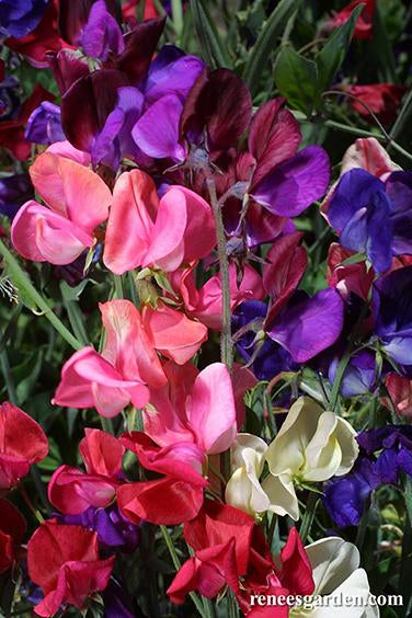 Lathyrus odoratus - Queen of the Night Sweet Pea