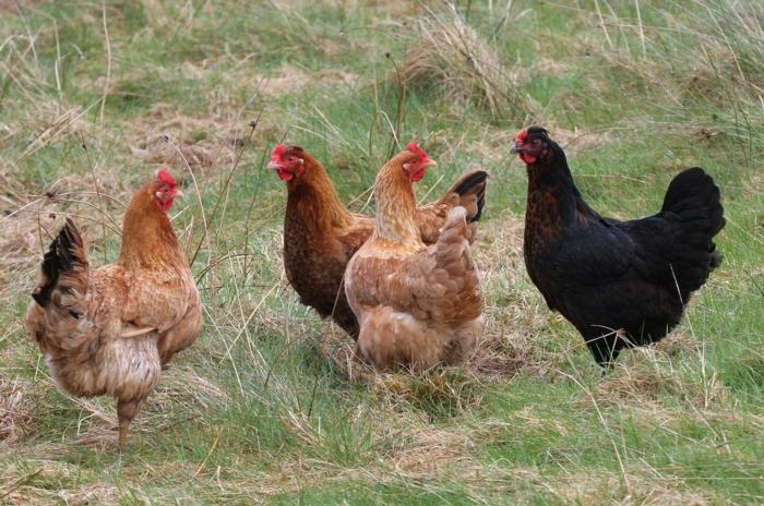 TEST - handcrafted hand-picked flock o'hens