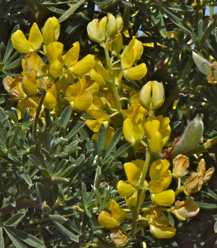 Lupinus arboreus - Coastal Bush Lupine