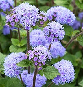 Ageratum - Blue Planet Ageratum