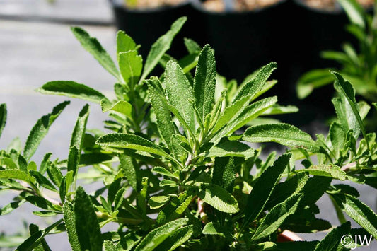 Salvia sonomensis x mellifera 'Dara’s Choice'