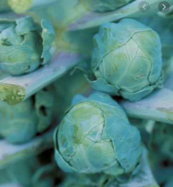 Brussels Sprouts - Hestia