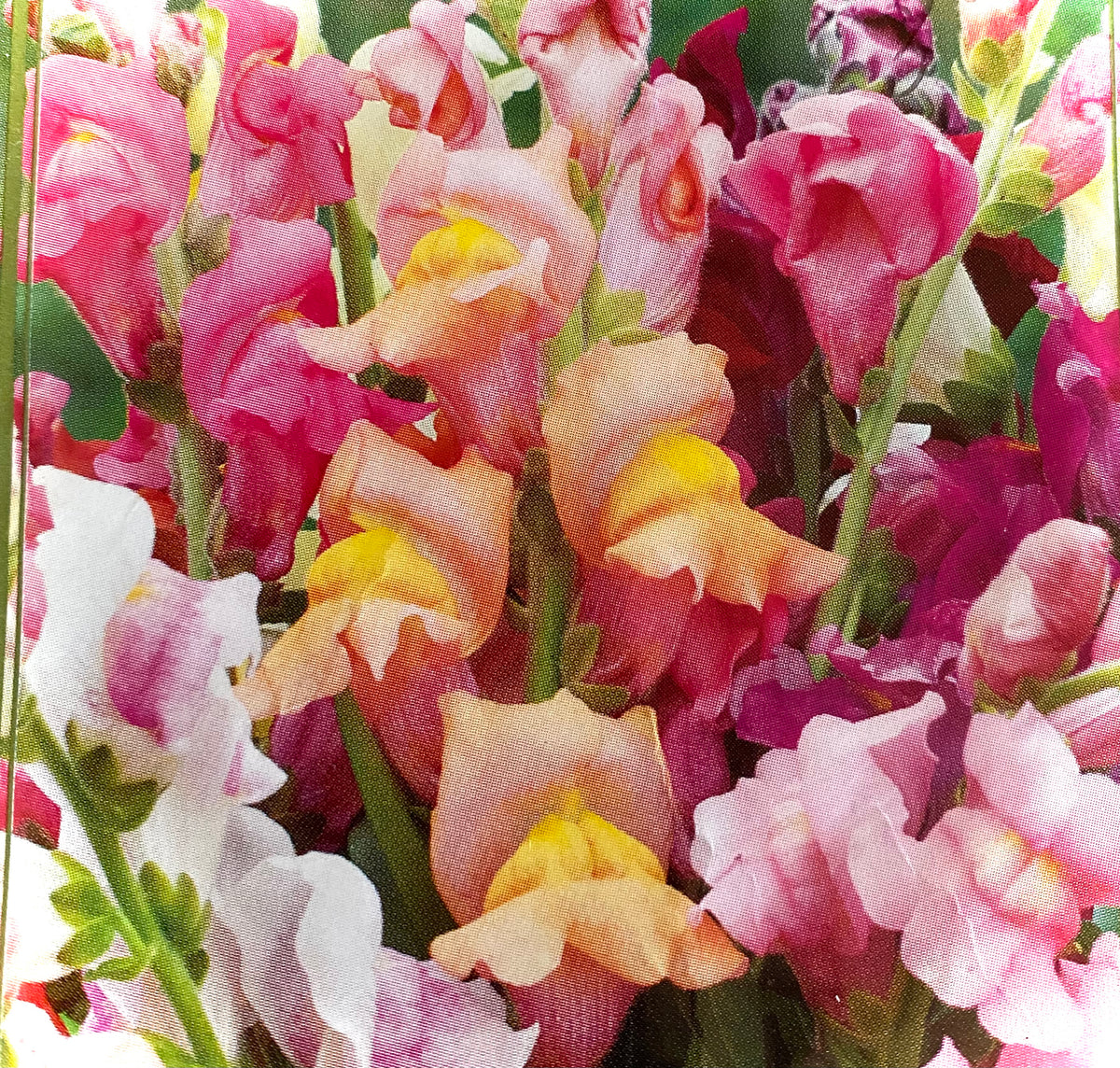 Antirrhinum majus - UC Mix Snapdragon