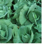 Cabbage - Dutch