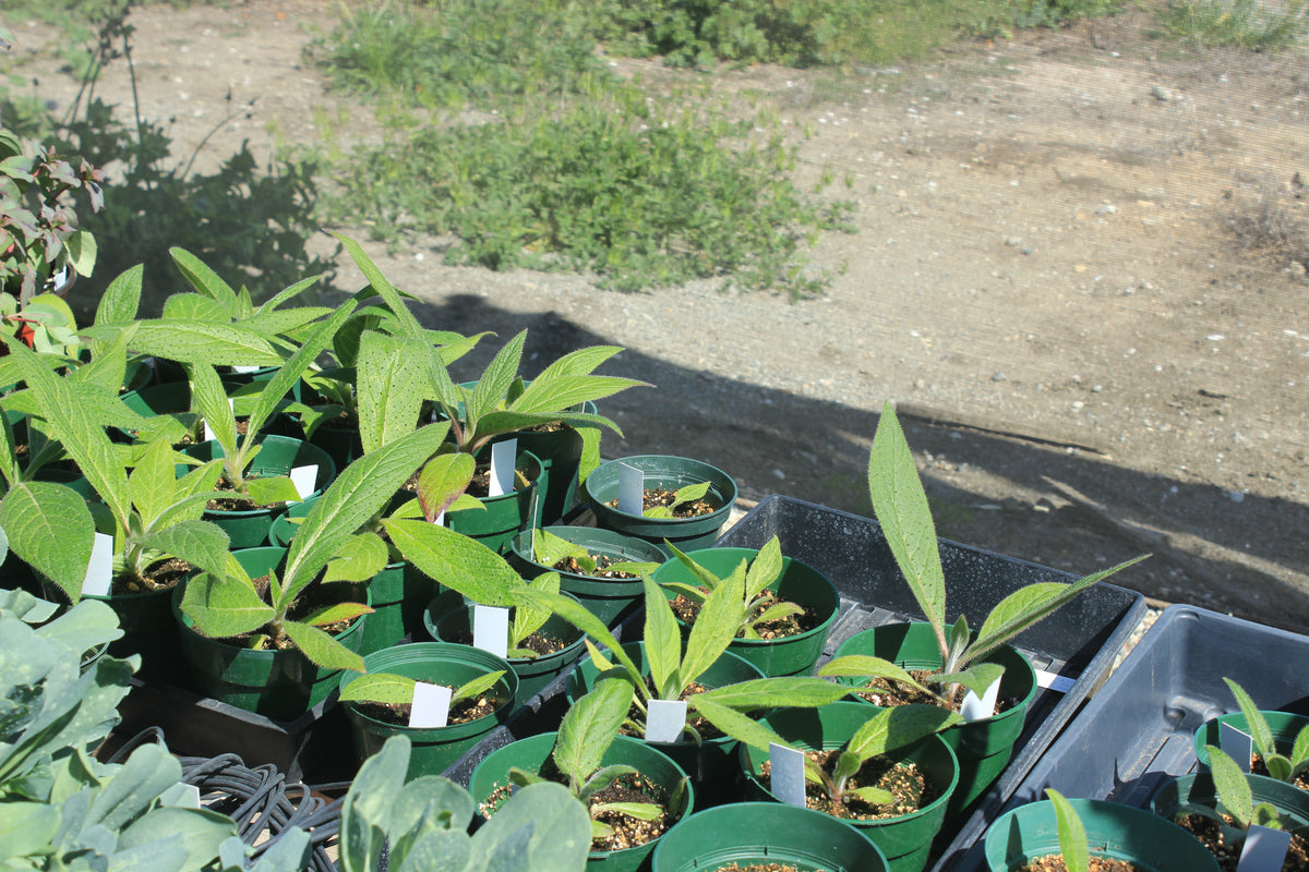 Echium pininana 'Red Rocket'