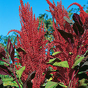 Amaranthus hypochondriacus - Burgundy Amaranth