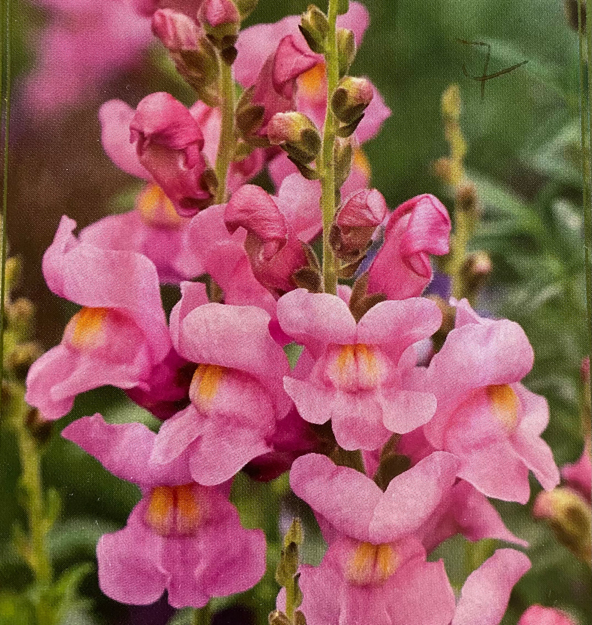Antirrhinum majus - Rocket Orchid Snapdragon