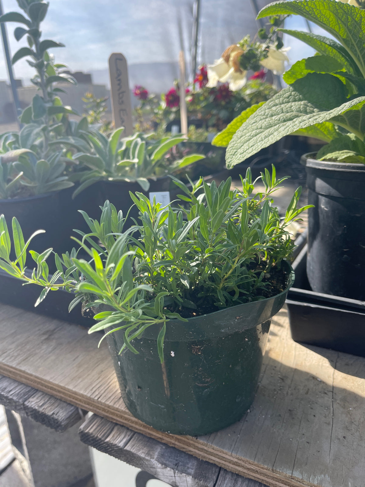 Hyssopus officinalis - True Hyssop