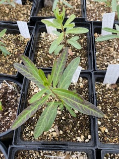 Asclepias fascicularis - Narrow-leaf Milkweed