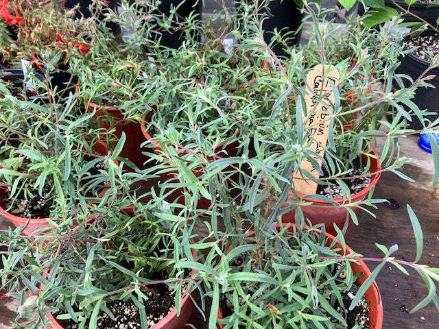 Epilobium canum ssp canum - California Fuchsia