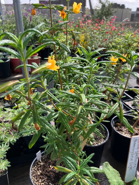 Mimulus auranticus - Bush Monkey Flower