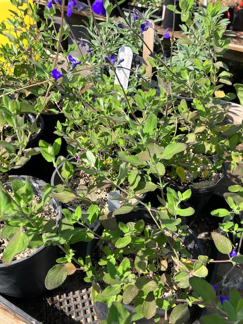Salvia chamaedryoides 'Germander Sage'