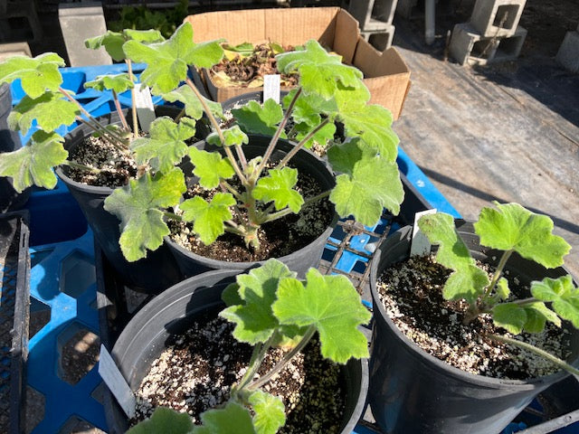 Pelargonium tomentosum - Peppermint-scented Geranium, Pennyroyal Geranium