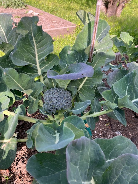 Broccoli - Bravado F1 Main Crop