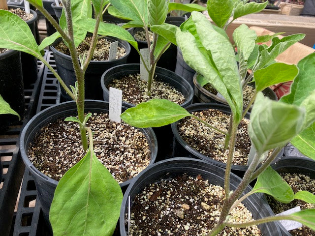 Eggplant - Long Purple