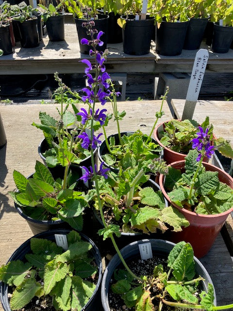 Salvia farinacea - Blue Sage, Victoria Blue Sage