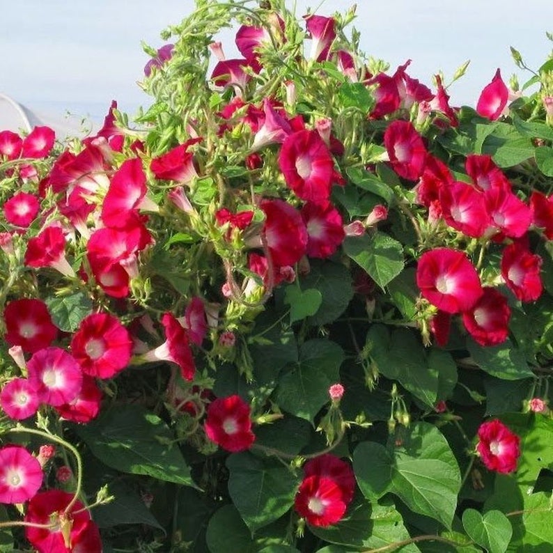 Ipomoea tricolor - Scarlet O'Hara Morning Glory