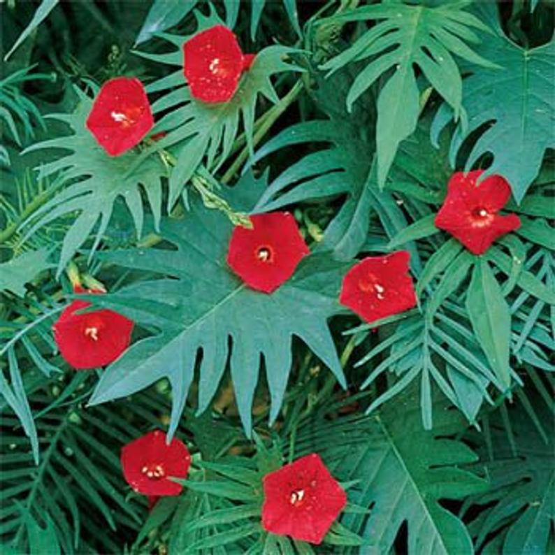 Ipomoea sloteri - Cardinal Climber