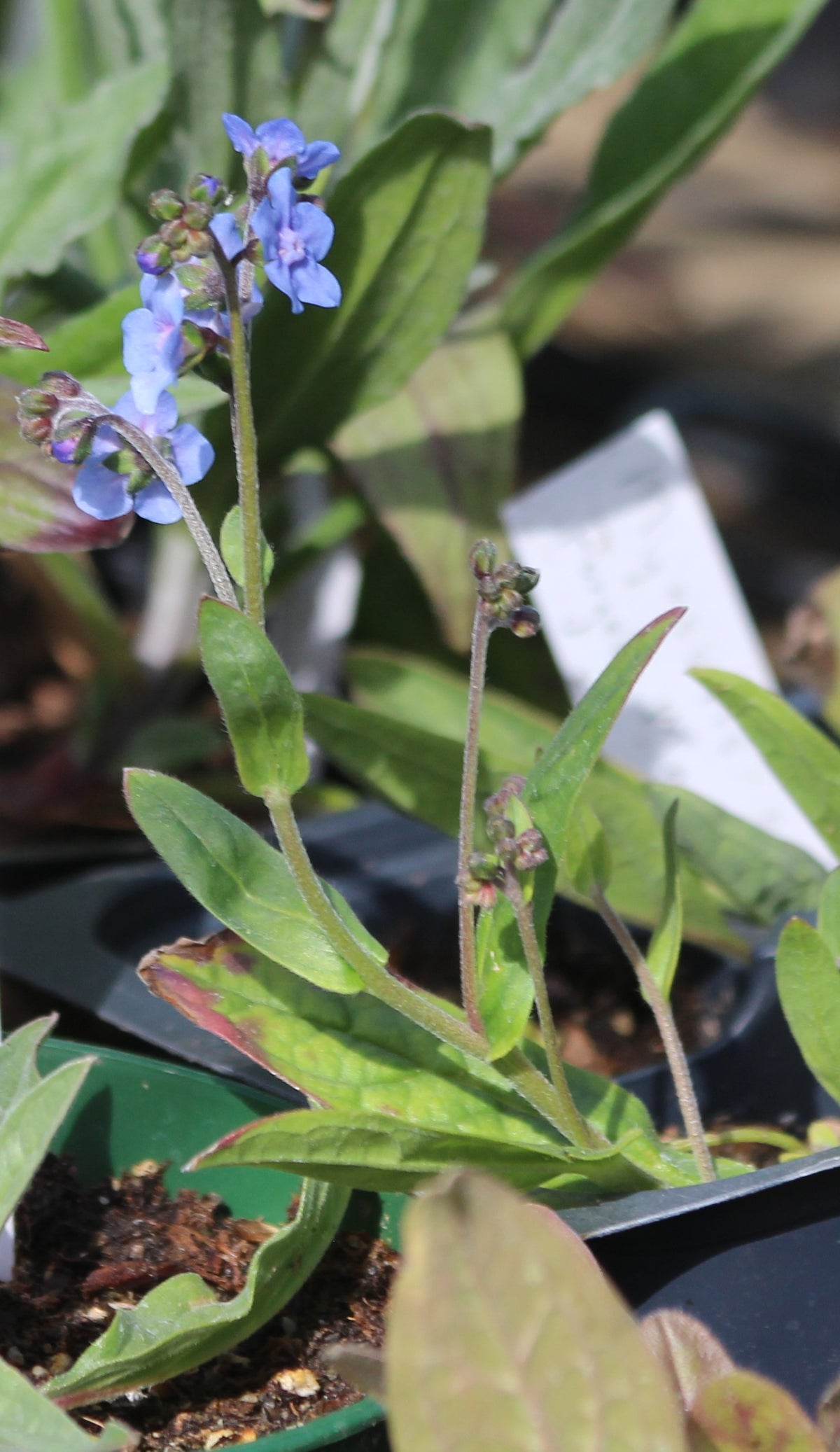 Myosotis scorpioides - Forget-Me-Not