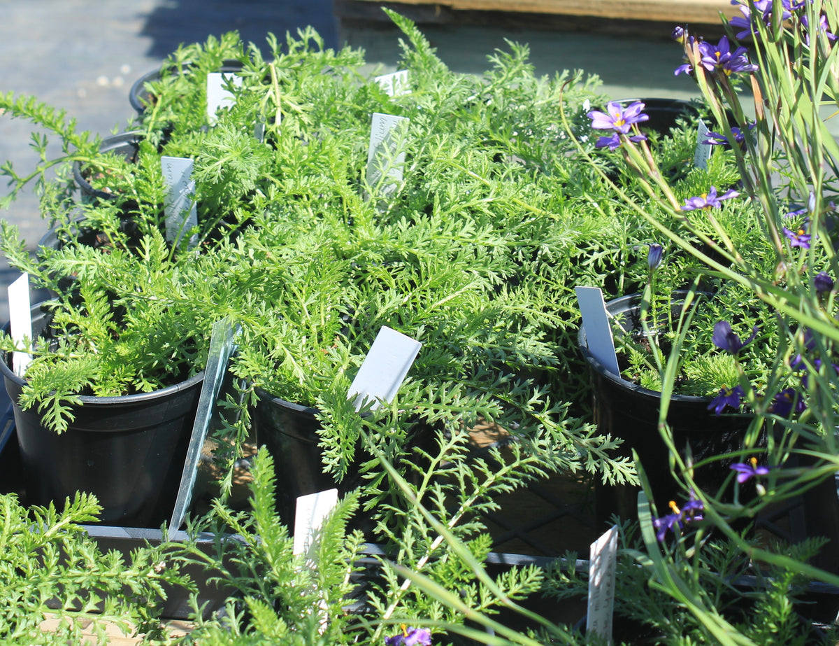 Achillea millefolium - White Yarrow