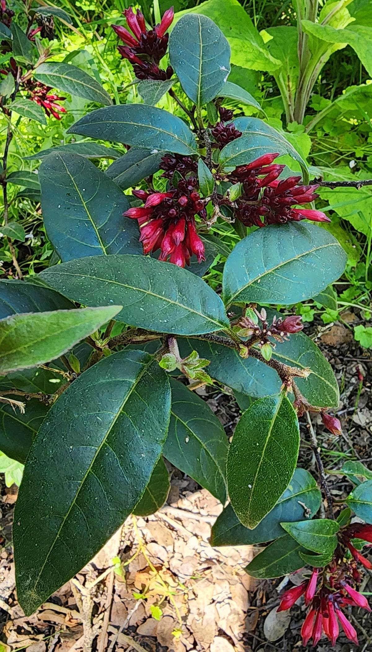 Red Cestrum - Cestrum newelii