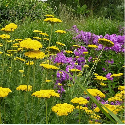 Achillea millefolium - Yellow Yarrow