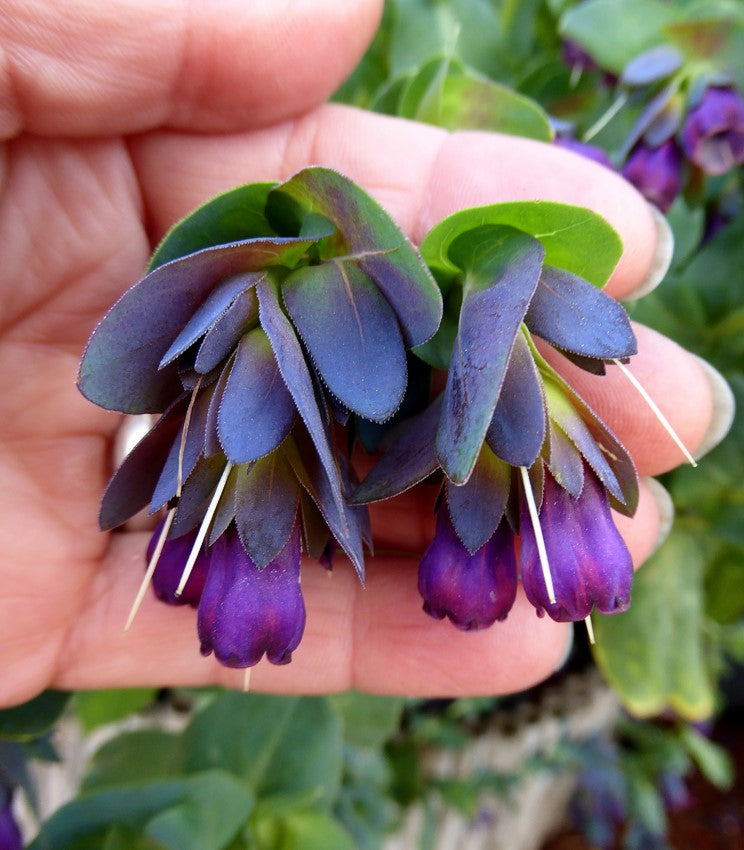 Cerinthe major - Purple Tear Honeywort