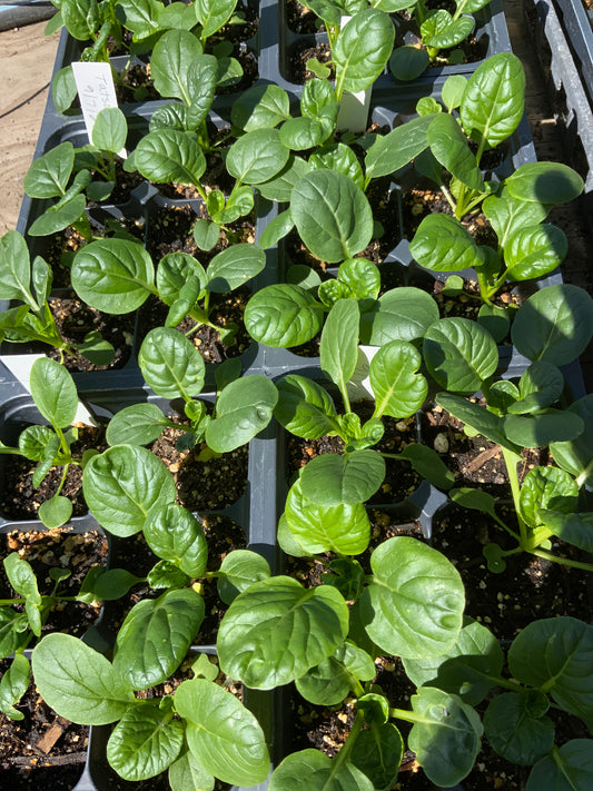 Tatsoi (Green)