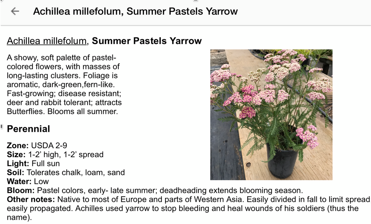 Achillea millefolium - Summer Pastels Yarrow