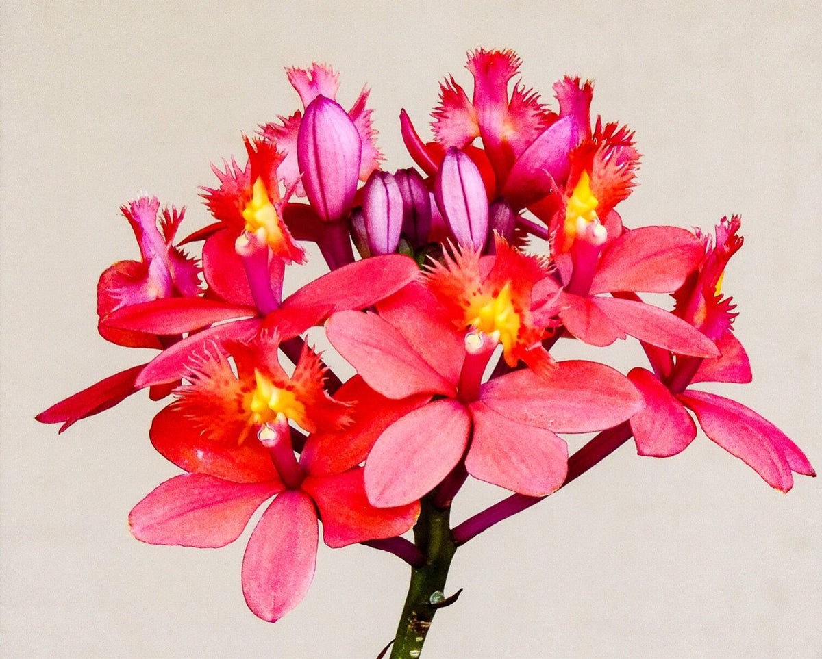 Epidendrum hybrid - Orchid