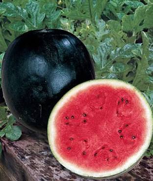 Watermelon - Black Diamond