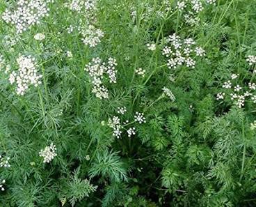 Cumium cyminum - Heirloom Cumin