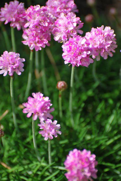 Armeria maritima - Sea Thrift