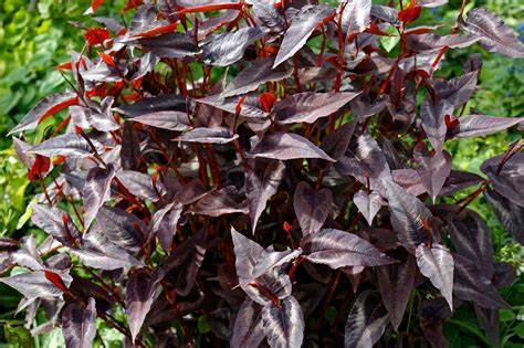 Persicaria microcephala ‘Red Dragon’