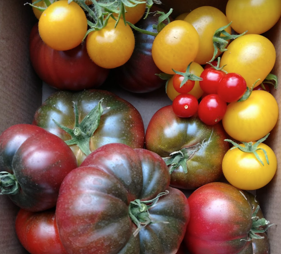 Tomatoes