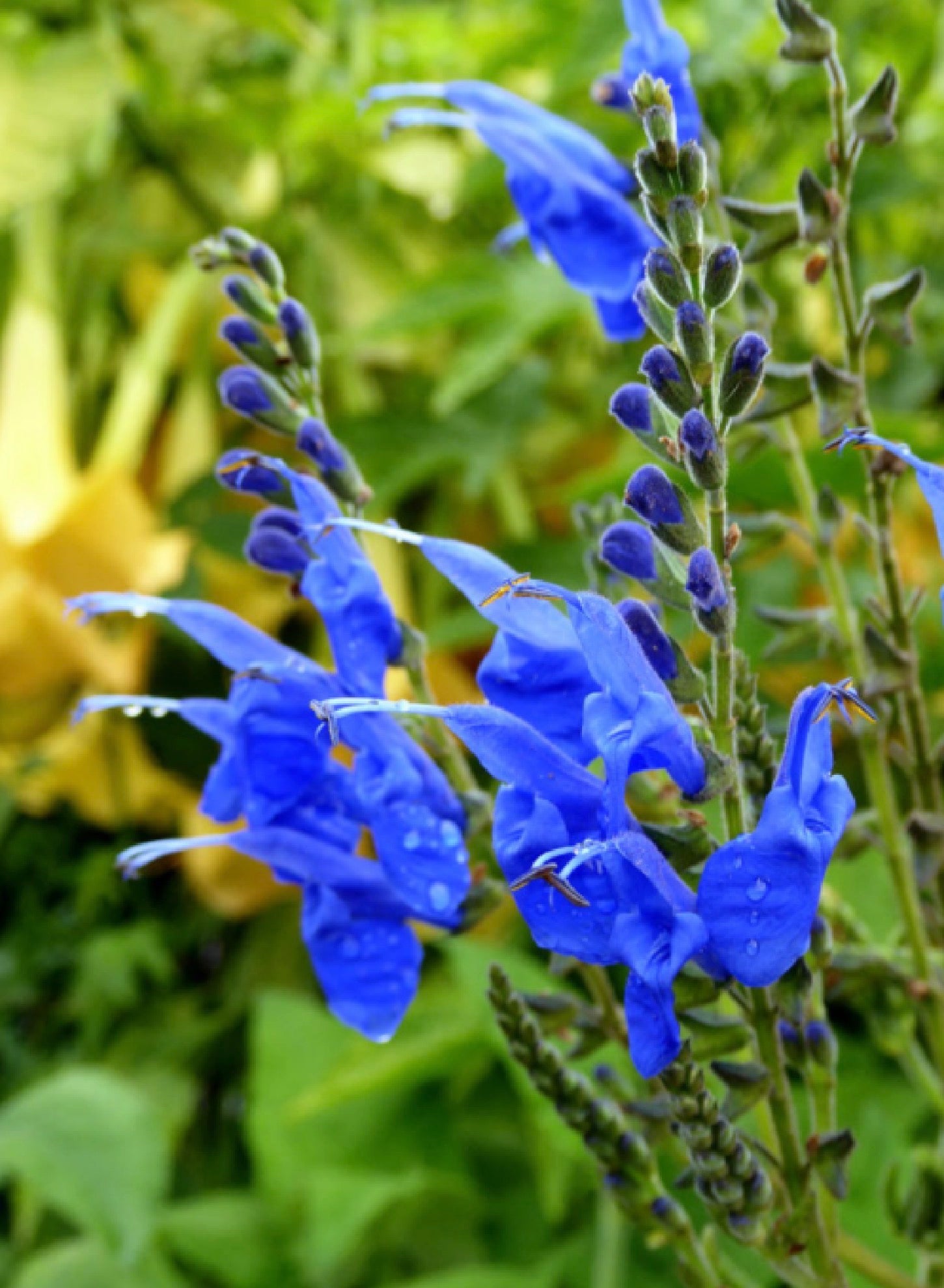 Salvias & Sages