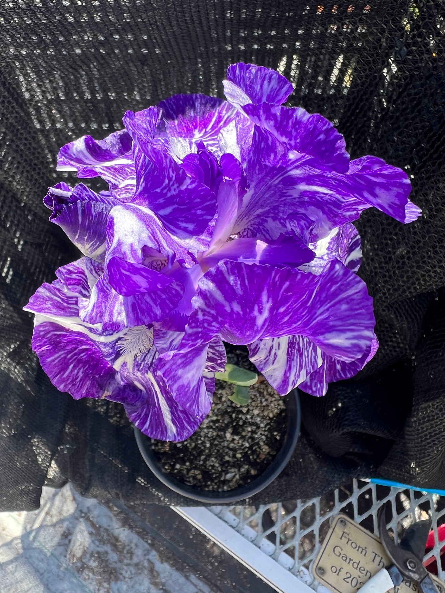 Monterey Bay Master Gardeners - Bulbs, Corms, Rhizomes - Iris douglasiana - Douglas Iris