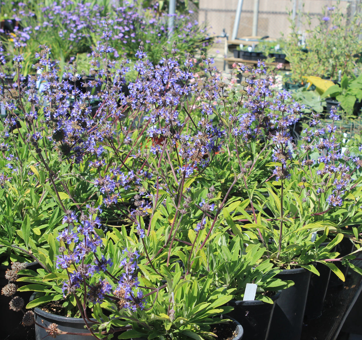 Salvia Dara’s Choice - Monterey Bay Master Gardeners 