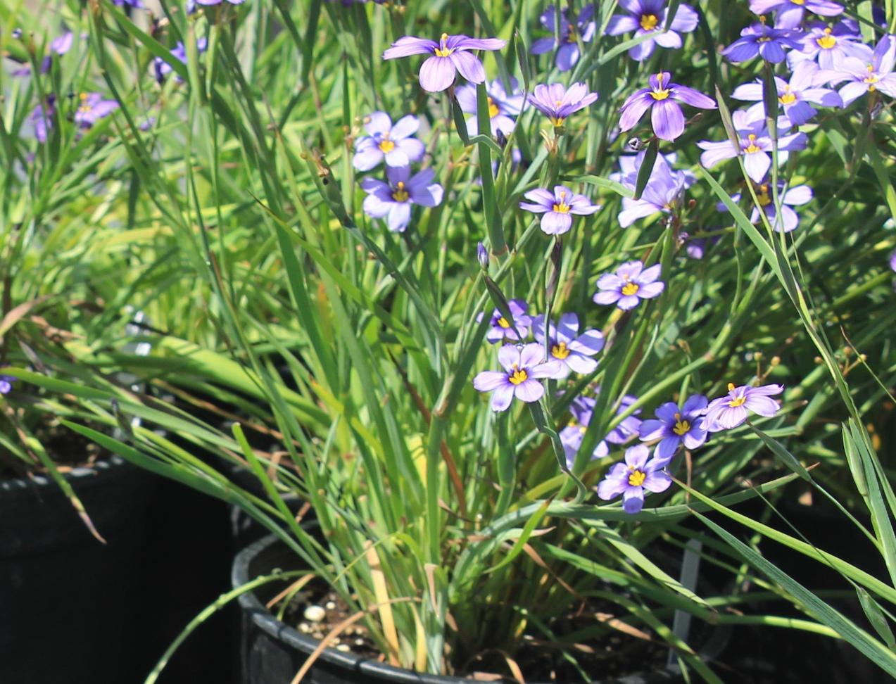 Grasses + Groundcovers