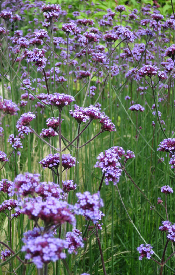  Brazilian Vervain - Monterey Bay Master Gardeners 