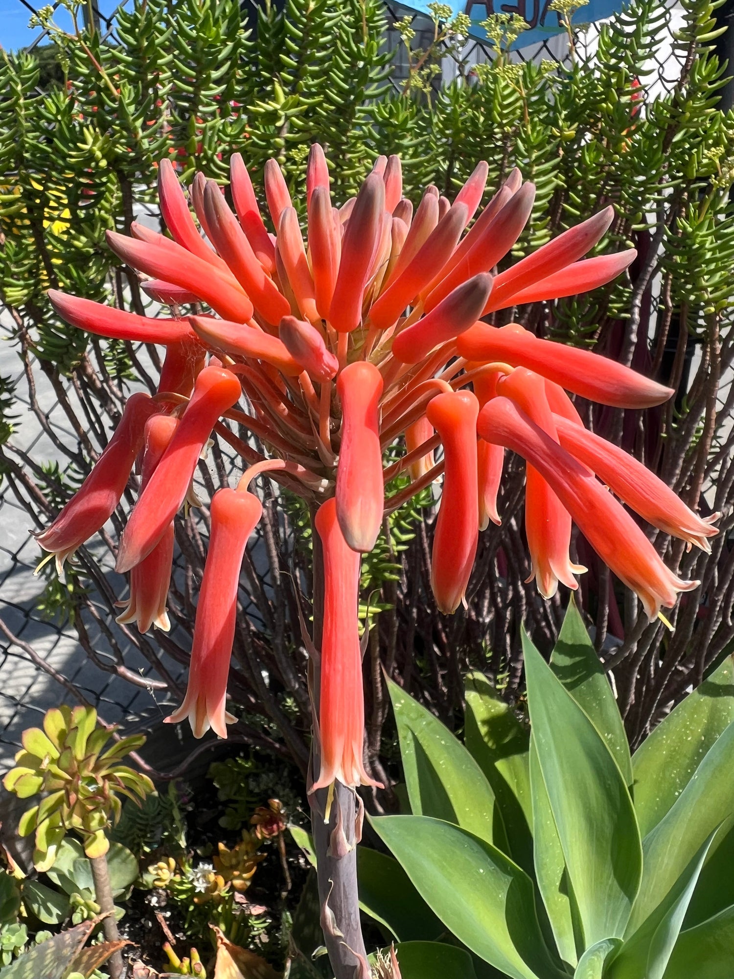 succulents - UC Master Gardener of Monterey and Santa Cruz Counties