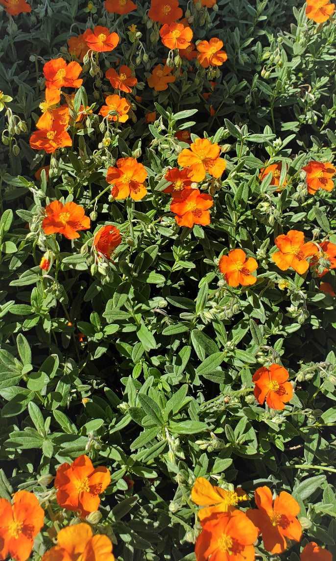 Helianthemum 'Henfield Brilliant' - Monterey Bay Master Gardeners 