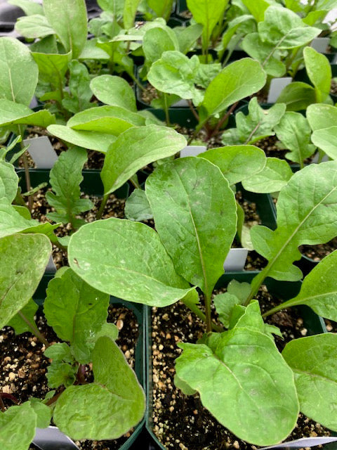 Monterey Bay Master Gardeners - Vegetables - Organum vulgare hirtum - White Flowered Greek Oregano