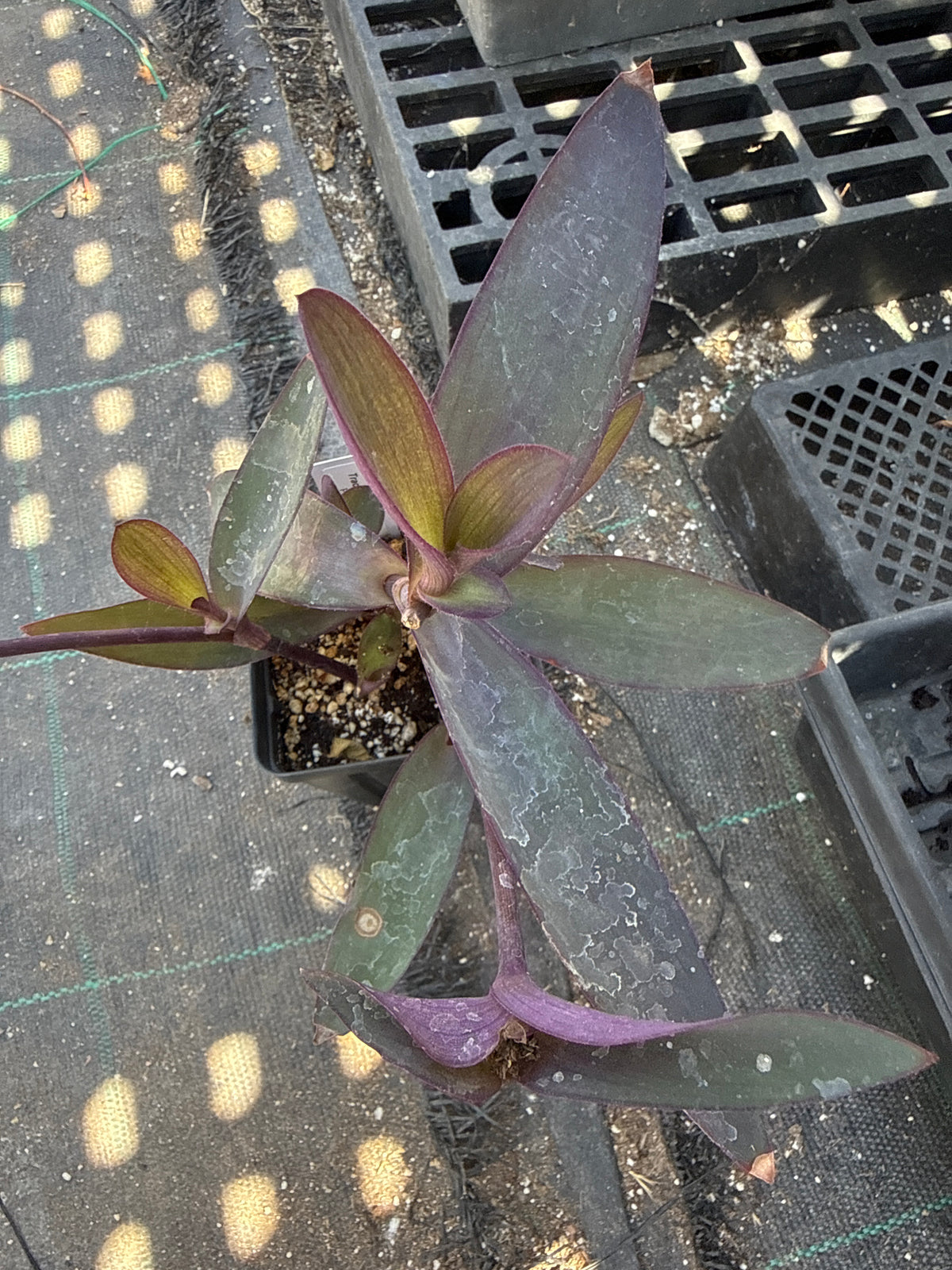 Tradescantia pallida- Purple Heart