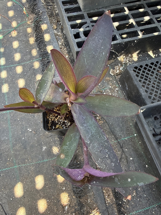 Tradescantia pallida- Purple Heart