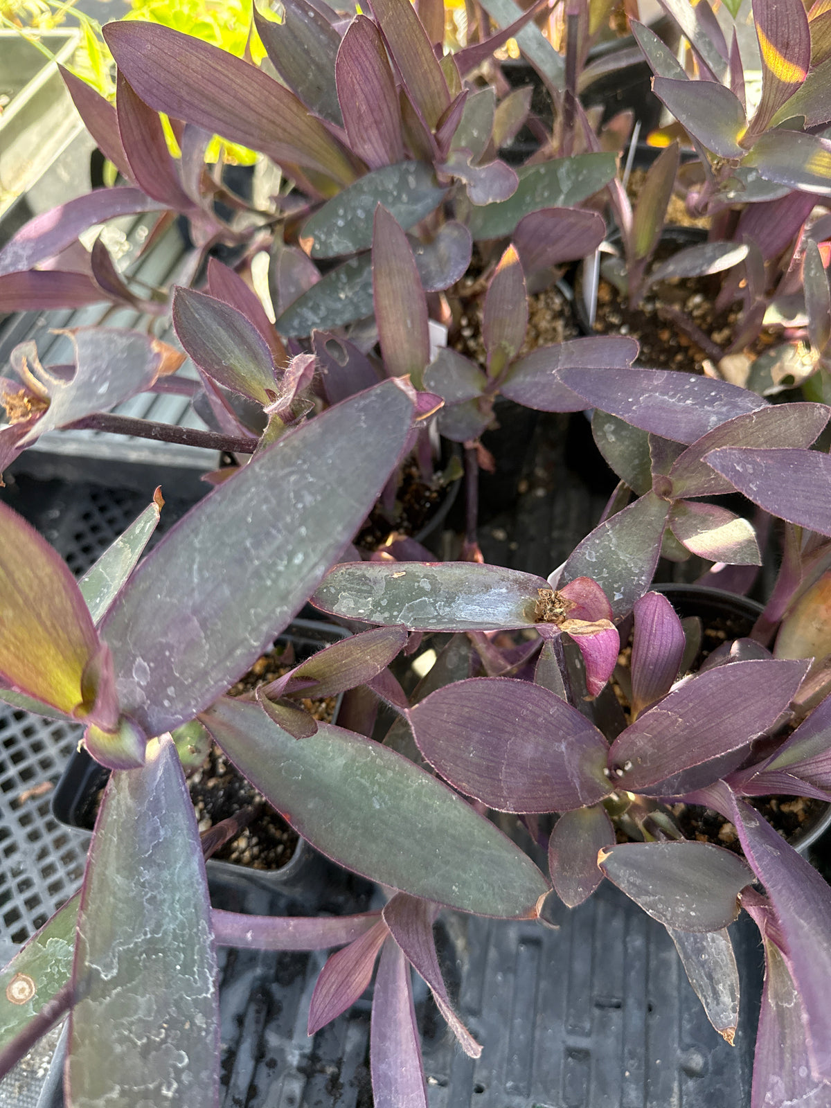 Tradescantia pallida- Purple Heart