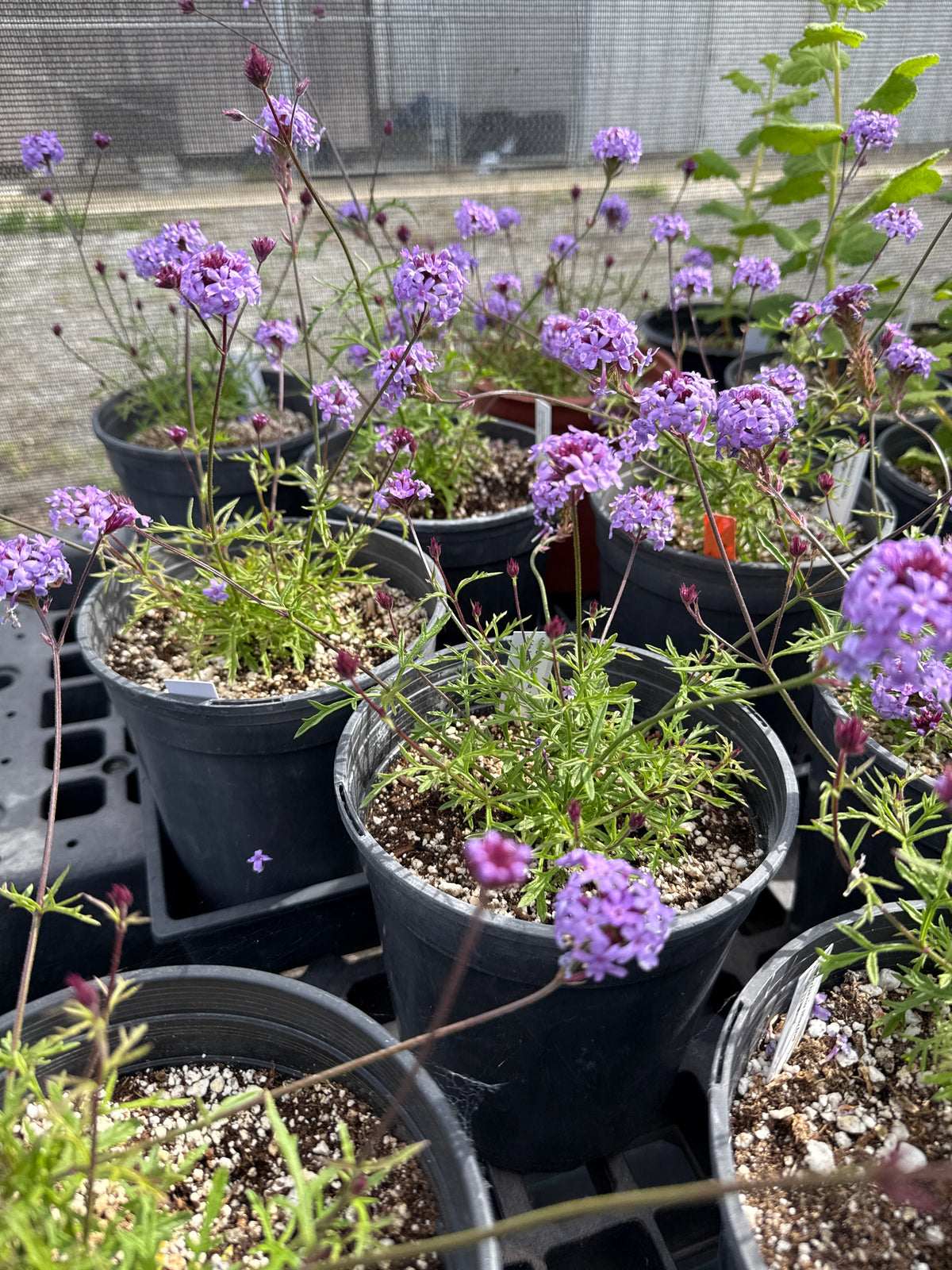 Verbena lilacina de la mina - De La Mina Verbena