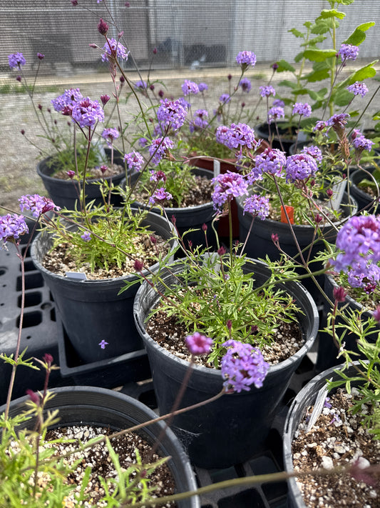 Verbena lilacina de la mina - De La Mina Verbena
